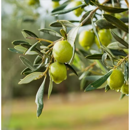 Håndkrem | Italian Olive Oil