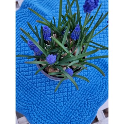 Spisebrikke Velur | Greek Blue