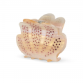 Sea Shell Claw | Spirit